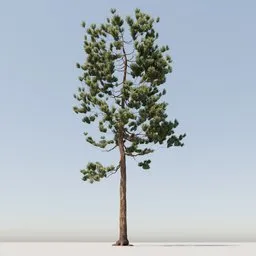 Coniferous Tree