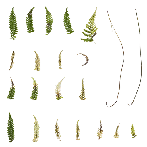 Parathelypteris glanduligera Leaf