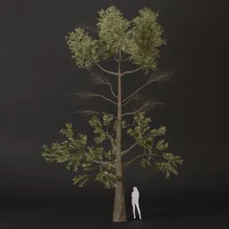 SJ-Early Light Pine Tree
