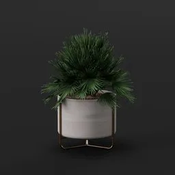 Fan Palm Indoor Plant