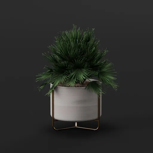 Fan Palm Indoor Plant