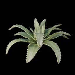 Desert Bush
