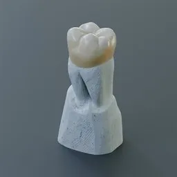 Tooth Sculpture Upper Second Premolar