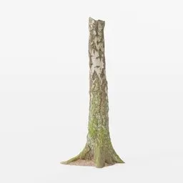"Explore a realistic 3D model of a moss-covered birch tree trunk, perfect for adding natural elements to your Blender 3D projects. This detailed scan captures the intricate textures and patterns of real forest life. Download this PBR scan for a lifelike and unique touch to your 3D designs."