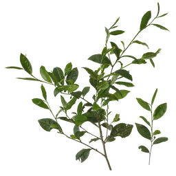 Camellia sinensis Atlas