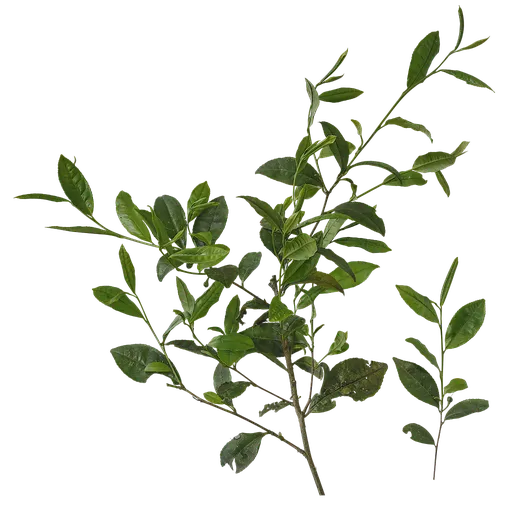 Camellia sinensis Atlas