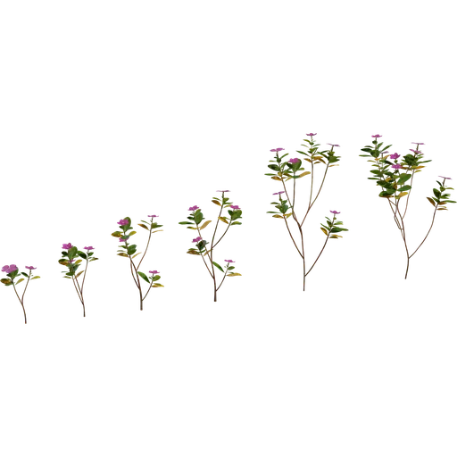 Periwinkle Plant