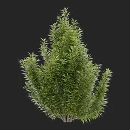Simple Bush plant