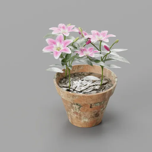 Lily flower pot