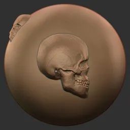 Skull Right Profile