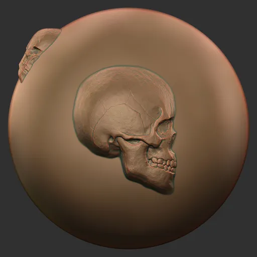 Skull Right Profile