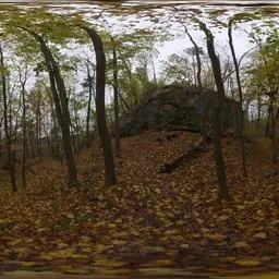 Autumn Forest 01