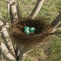 Bird Nest