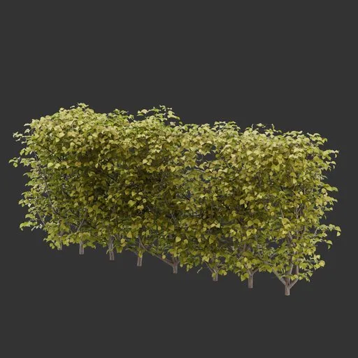 Hedge Bush Autumn Plant
