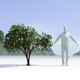 Lemon Tree