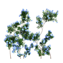 Climbing Roses Wall Grow Blue