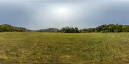 Green grass in the morning