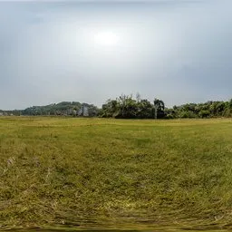 Green grass in the morning