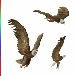 Bald Eagle animate