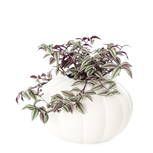 Thumbnail: Tradescantia
