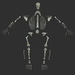 Human male desolated skeleton bones