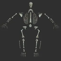 Human male desolated skeleton bones