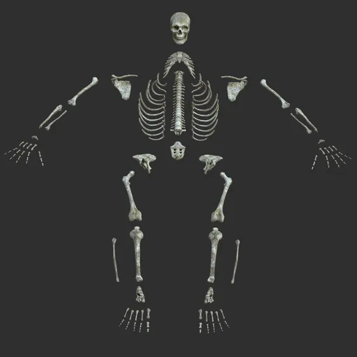 Human male desolated skeleton bones