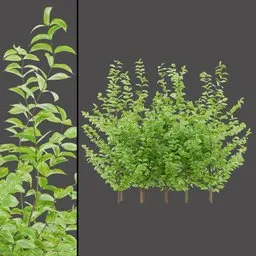 Compact Variegated Bush