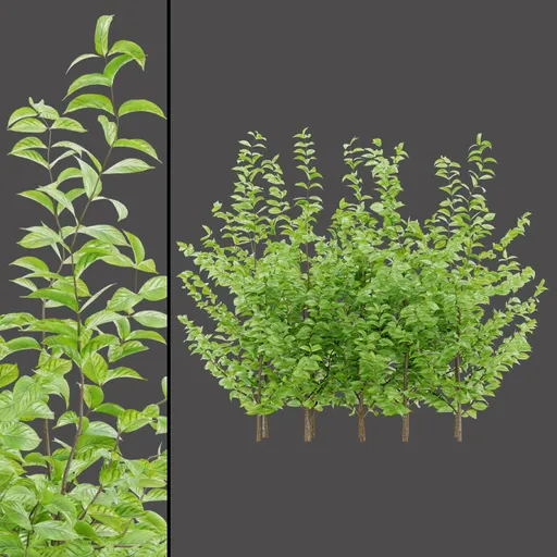 Compact Variegated Bush