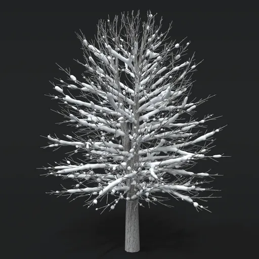 Oak Tree With Snow