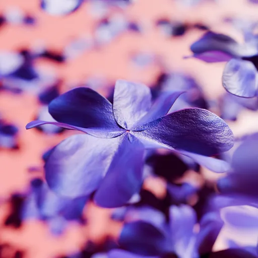 Pink Blossom Animation
