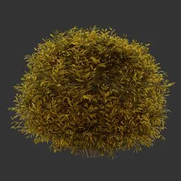 Sphere Bush Autumn Plant AQ