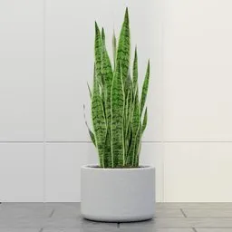 Modern Snake Plant Planter