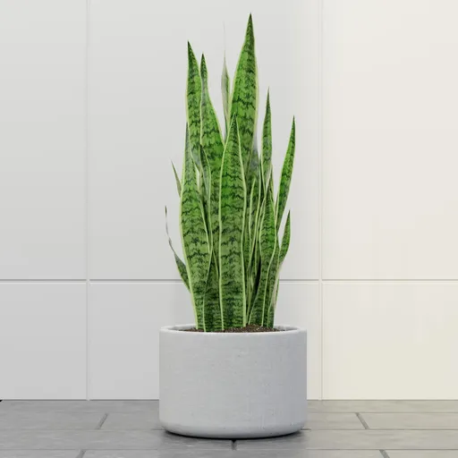 Modern Snake Plant Planter