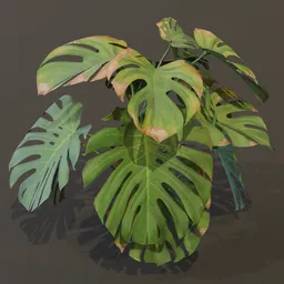 Monestera Plant Grown