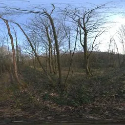 Sunny Trees