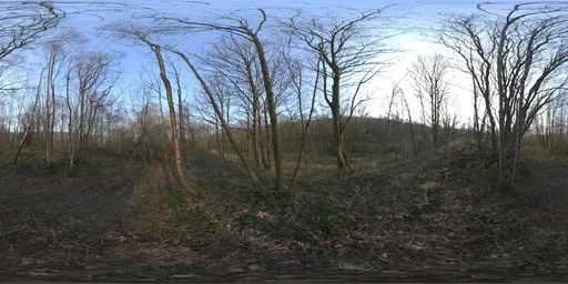 Sunny Trees