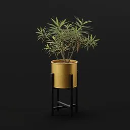 Honey Spurge Bush Small Plant Potted