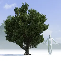 Tree Pinus Mugo