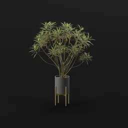 Honey Spurge Bush Large Plant Potted