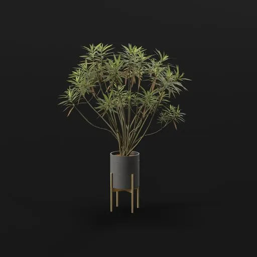 Honey Spurge Bush Large Plant Potted