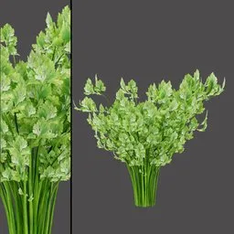 Herbal Cilantro Leaves