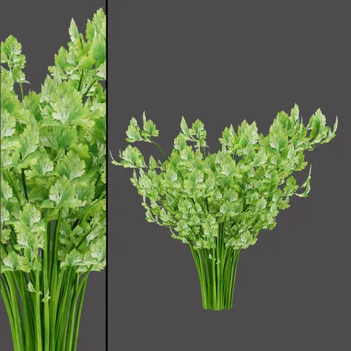 Herbal Cilantro Leaves
