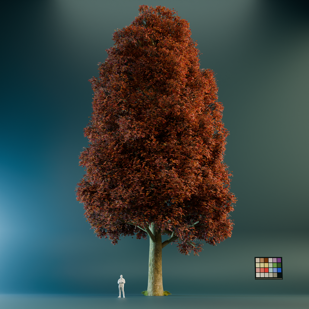Big Acer Saccharum | FREE Trees models | Blendkit