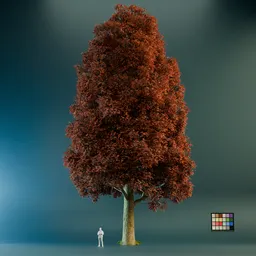 Big Acer Saccharum Big Tree