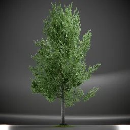 Tree Slender Silhouete Animated