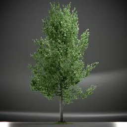 Tree Slender Silhouete Animated