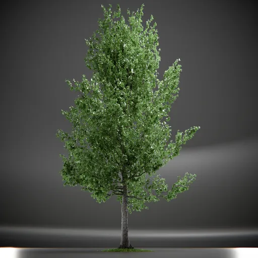 Tree Slender Silhouete Animated