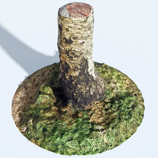 Tree Stump