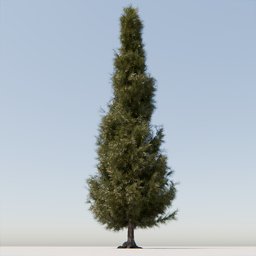 Coniferous Tree 06